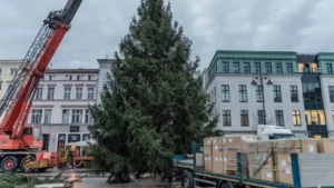 Świąteczna choinka ustawiona na Starym Rynku w Bydgoszczy przed jarmarkiem