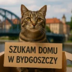 Kot szuka domu w Bydgoszczy – inicjatywa adopcyjna